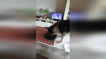 Mój ukochany piesek - Mika!