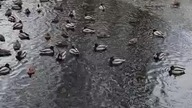 Frankfurt (Oder)  Ducks  River 