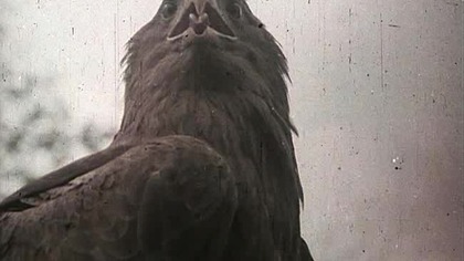 ZNAK ORŁA-CZ. 06-SPRZYMIERZEŃCY (1318)