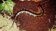 Unpacking paczki DZIĘKI MOIM PATRONOM Część 2  Scolopendra hainanum