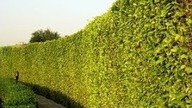 How To Create A Natural Privacy Wall FAST.
