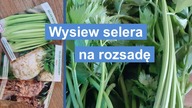  Wysiew selera na rozsadę.  Najlepszy termin.