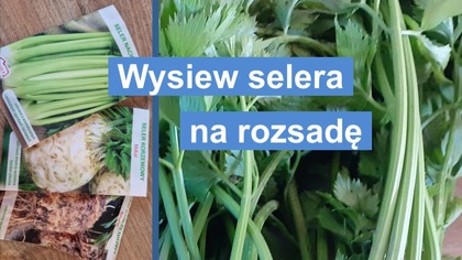  Wysiew selera na rozsadę.  Najlepszy termin.