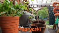 Papryczki