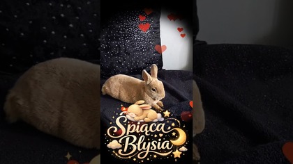 Moja słodka Błysia kładzie się spać #bunny #cute #cuteanimals #rabbit #bunnysleep #sleep