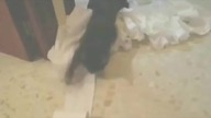 Epic Funny Cats