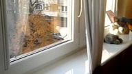 Zapomniał jak być gołębiem