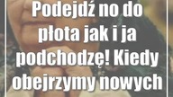 Podejdź no do płota jak i ja podchodzę! Kiedy obejrzymy nowych Samych swoich?