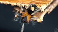 Zakupy z Ostravy #2 [2/2] Xenesthis immanis i Cyriocosmus elegans!