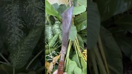 Bananowy krol wszystkich małp