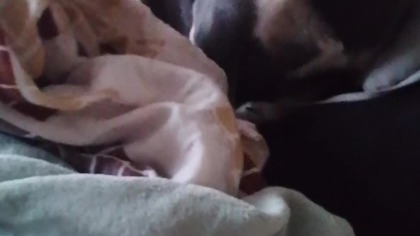 75c0cdd6-e9aa-4463-82b9-090c1717f4d1