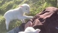 Lamb - owca. no lektor