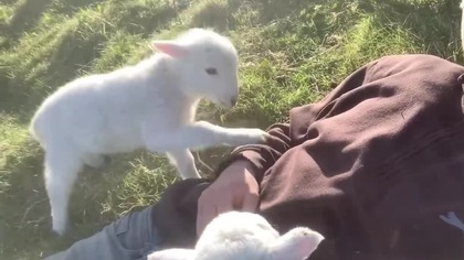 Lamb - owca. no lektor