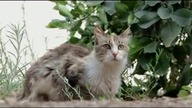 kitten kiciuś