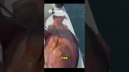 WOW! Niesamowite Triki Zaskocz Swoich Znajomych!