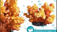 Koralowiec Cauliflower TX-8838 | Sztuczne koralowce do akwarium