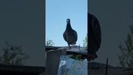Latadła pospolite  #pigeon #egzotyka #birds #fus #nature #golebie #pocztowe #animals #kury