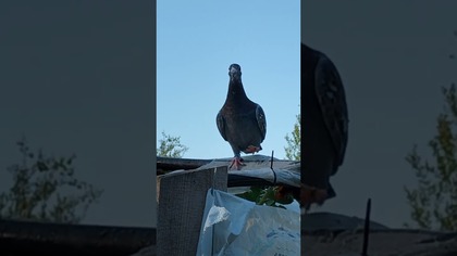 Latadła pospolite  #pigeon #egzotyka #birds #fus #nature #golebie #pocztowe #animals #kury