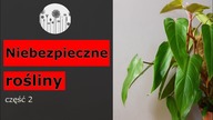 Niebezpieczne, trujące rośliny.  Część 2