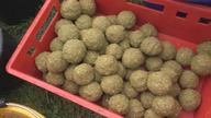 I Puchar Mini Łowca 2018 Rzeszów Wisłok / wędkarstwo rodzinne