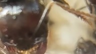 Messor barbarus nowy odcinek #hodowlamrówek #mrówki #formikarium #ants #hodowla #nature #antkeeping