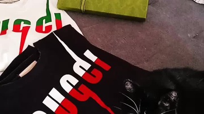 Gucci Gang cats