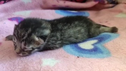 Nowonarodzony kociak uczy się chodzić #koty #kocięta #shorts