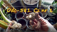 Odc-581.  Cz nr 1-Colocasia esculenta,kolkazja jadalna,uprawa, ziemia,nawóz 2019r.