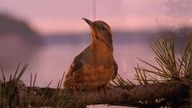 kawkadwa7