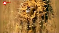 Dario G - Sunchyme (4Fun Dance)