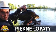 Robaki czy pellet ?? Piękne leszcze na koszyczek - Feeder