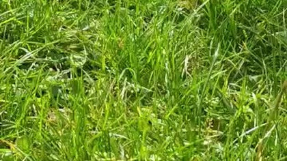 Random Grass #shorts
