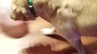 Rubik poluje na balony! Potężny pies labrador niszczy balony i się z tego cieszy!