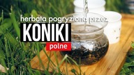 Herbata pogryziona przez koniki polne? Czajnikowy.pl