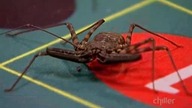 Fear Factor S04E02