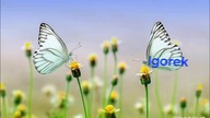 Igorek - Ident od 13. 05. 2023