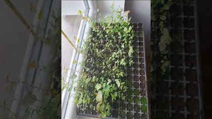 Chyba czas przesadzić.  
#czerwony miąższ.