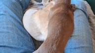 harcowały dwie chihuahua #chihuahua