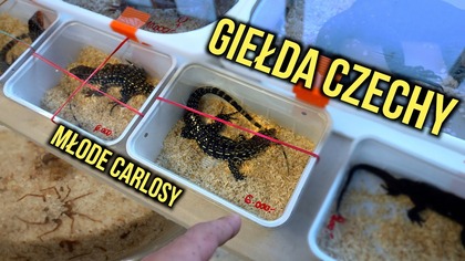 Kup pakiet danych Saily 15% taniej z kodem kubaptasznik!
Pobierz apkę Saily albo wejdź na: https://saily.com/kubaptasznik


Dzisiaj zwiedzamy giełdę w Czechach! Konkretniej jest to faunathry organizowana w Ostravie. Zapraszam na krótką relację widzianą z mojej perspektywy. Oczywiście na giełdzie było znacznie więcej innych zwierząt, natomiast ja zawsze szukam czegoś nietuzinkowego, i nie zwracam dużej uwagi na to co zawsze  Faktem jest jednak, że letnie giełdy są zazwyczaj bardzo słabo obsadzone wystawcami, i lepiej jechać w innym terminie.



Wpadnij po więcej do mnie na Instagram https://www.instagram.com/kuba_ptasznik_zajac/

Jeśli chcesz mieć dostęp przedpremierowych filmów bez reklam, oraz innych benefitów, to zachęcam do wsparcia w rozwoju kanału tutaj: https://patronite.pl/KubaPtasznikZajac


Kontakt biznesowy: ptaszniki.zajaca.yt@gmail.com