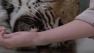 Łowca (1986) Lektor FHD
