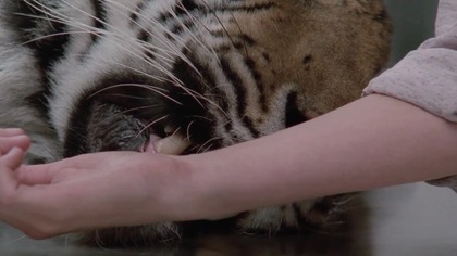 Łowca (1986) Lektor FHD