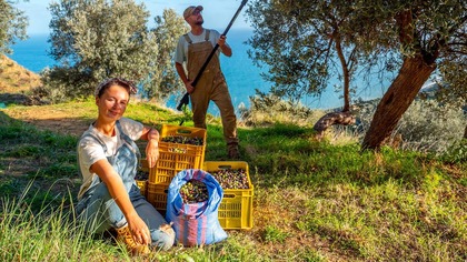 Czy GAJ OLIWNY się OPŁACA ? Cały PROCES zbioru OLIWEK, aż do oliwy EXTRA VIRGIN