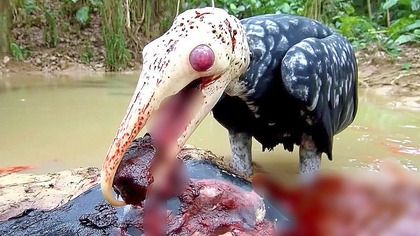 Co Może Zrobić Najniebezpieczniejszy Ptak Na Świecie?