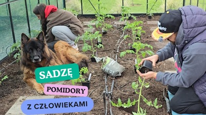 Szklana szklarnia pełna warzyw.  Sadzimy pomidory i ostre papryki