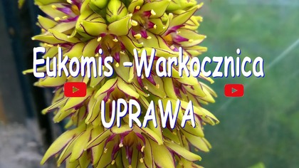 76 Eukomis Cz. 1 Warkocznica uprawa, pielęgnacja, stanowisko, zimowanie