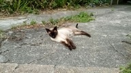Cat / Kot # 1