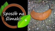 Nieoczekiwany sposób na ślimaki.