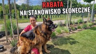 Jak zrobić rabatę na stanowisko słoneczne? Żywopłot z prosa