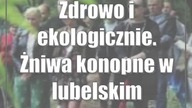 Zdrowo i ekologicznie.  Żniwa konopne w lubelskim skansenie