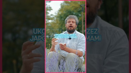 Gyokuro  najsłodsza zielona herbata Japonii! 